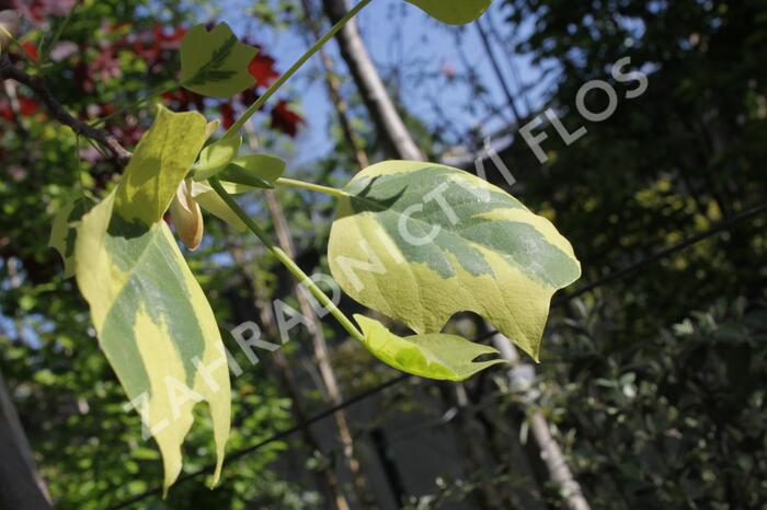 Liliovník tulipánokvětý 'Aureomarginatum' - Liriodendron tulipifera 'Aureomarginatum'