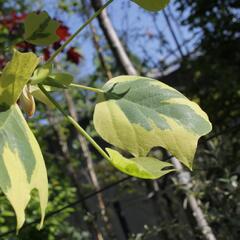 Liliovník tulipánokvětý 'Aureomarginatum' - Liriodendron tulipifera 'Aureomarginatum'