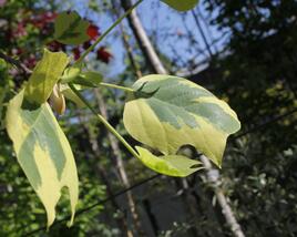 Liliovník tulipánokvětý 'Aureomarginatum'