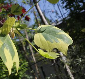 Liliovník tulipánokvětý 'Aureomarginatum' - Liriodendron tulipifera 'Aureomarginatum'