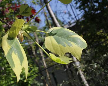 Liliovník tulipánokvětý 'Aureomarginatum'
