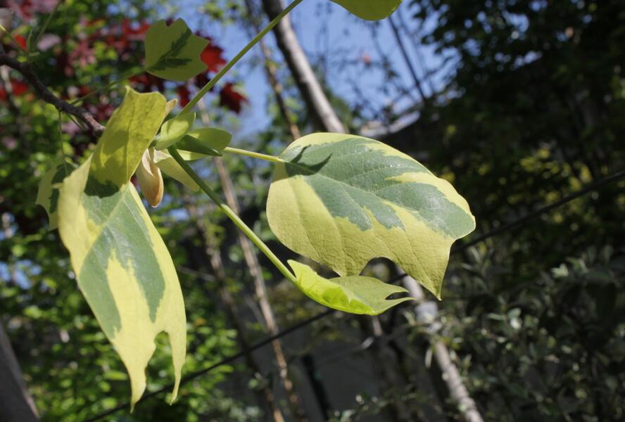 Liliovník tulipánokvětý 'Aureomarginatum' - Liriodendron tulipifera 'Aureomarginatum'