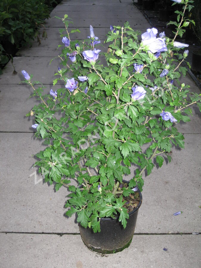 Ibišek syrský 'Marina' - Hibiscus syriacus 'Marina'