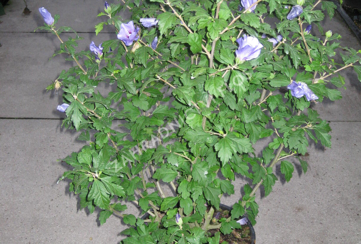 Ibišek syrský 'Marina' - Hibiscus syriacus 'Marina'
