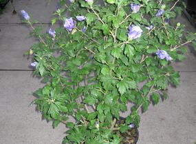 Ibišek syrský 'Marina' - Hibiscus syriacus 'Marina'
