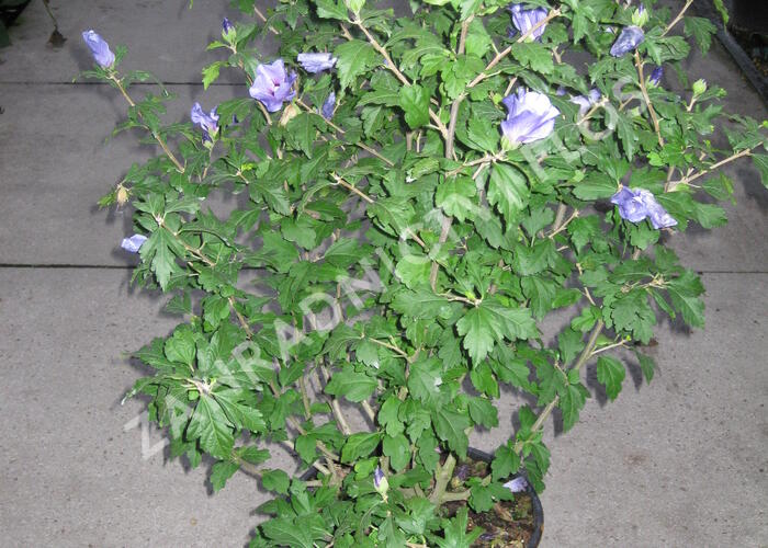 Ibišek syrský 'Marina' - Hibiscus syriacus 'Marina'