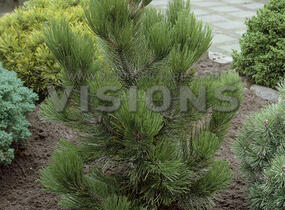 Borovice bělokorá 'Satellit' - Pinus heldreichii 'Satellit'