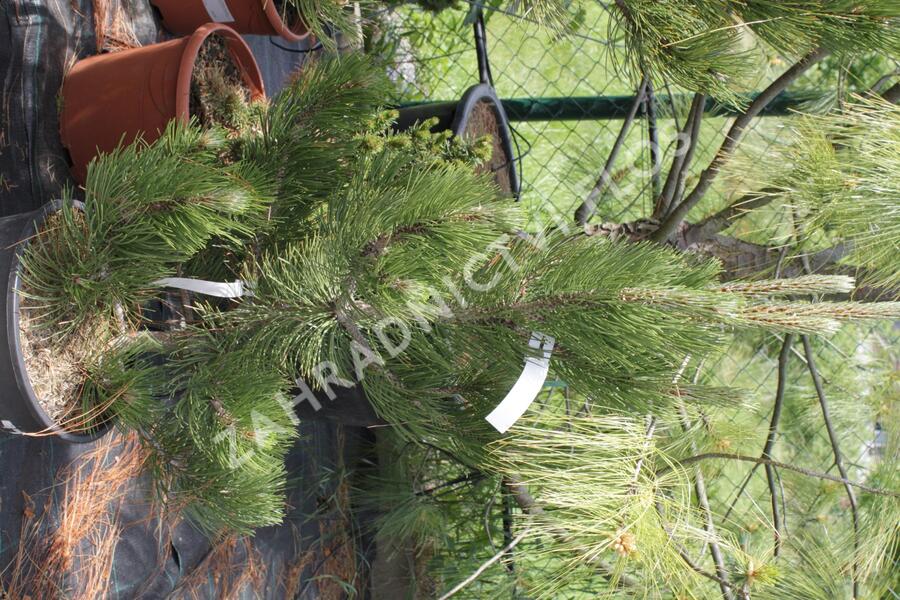 Borovice bělokorá 'Satellit' - Pinus heldreichii 'Satellit'
