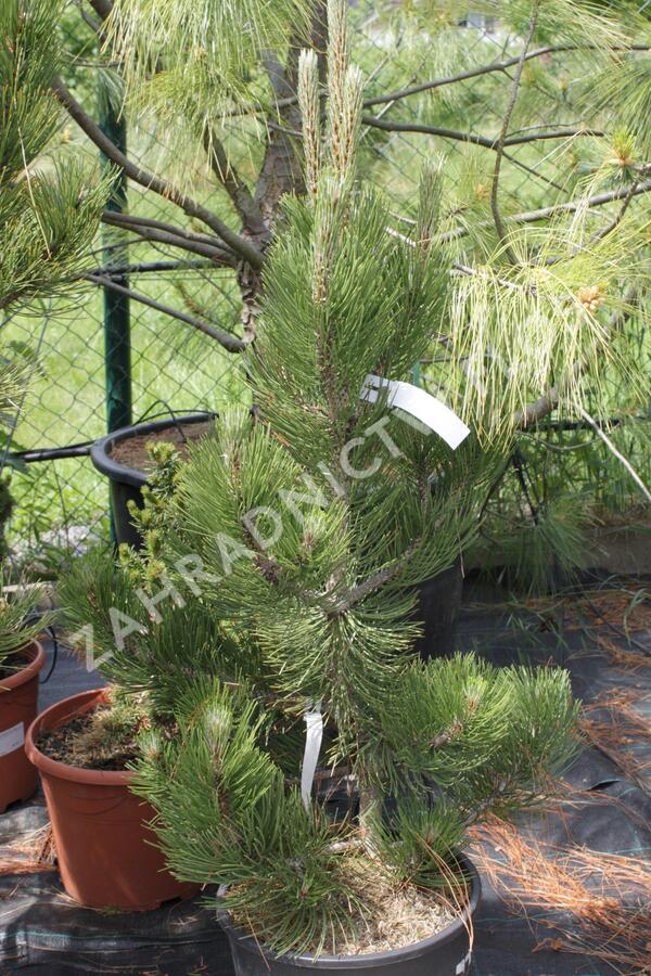 Borovice bělokorá 'Satellit' - Pinus heldreichii 'Satellit'