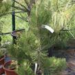 Borovice bělokorá 'Satellit' - Pinus heldreichii 'Satellit'
