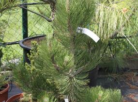 Borovice bělokorá 'Satellit' - Pinus heldreichii 'Satellit'