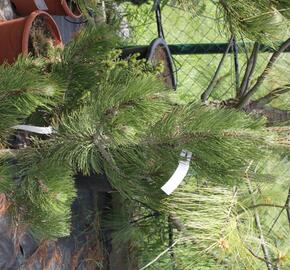 Borovice bělokorá 'Satellit' - Pinus heldreichii 'Satellit'