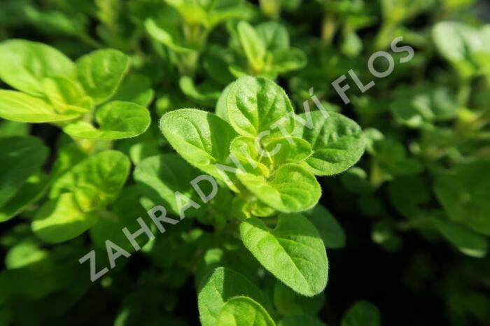 Oregano (Dobromysl) obecné 'Gold Nugget' - Origanum vulgare 'Gold Nugget'