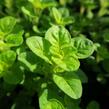 Oregano (Dobromysl) obecné 'Gold Nugget' - Origanum vulgare 'Gold Nugget'