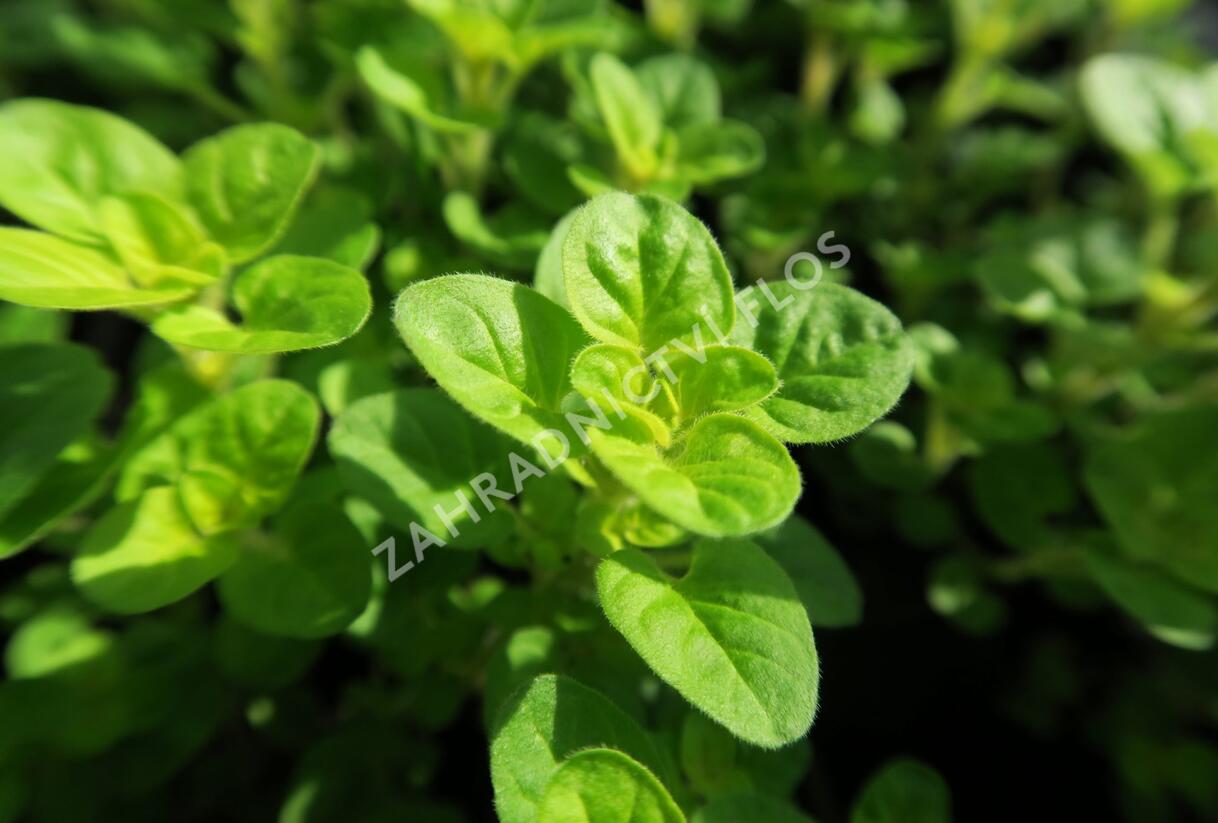 Oregano obecné, dobromysl 'Gold Nugget' - Origanum vulgare 'Gold Nugget'
