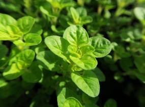 Oregano obecné, dobromysl 'Gold Nugget' - Origanum vulgare 'Gold Nugget'