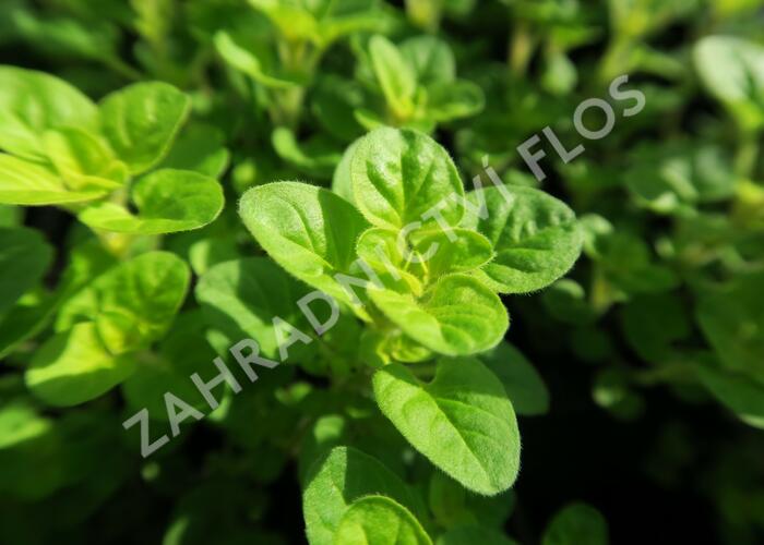 Dobromysl obecná 'Gold Nugget' - Origanum vulgare 'Gold Nugget'