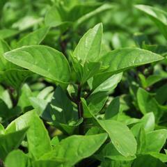 Bazalka pravá 'Tauris' - Ocimum basilicum 'Tauris'