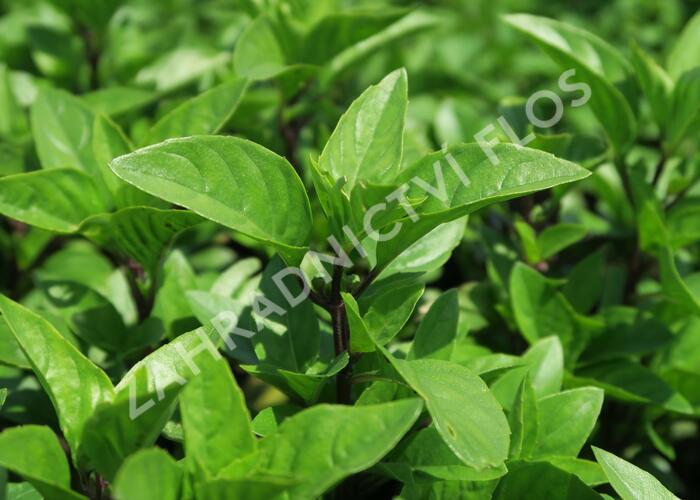 Bazalka pravá 'Tauris' - Ocimum basilicum 'Tauris'