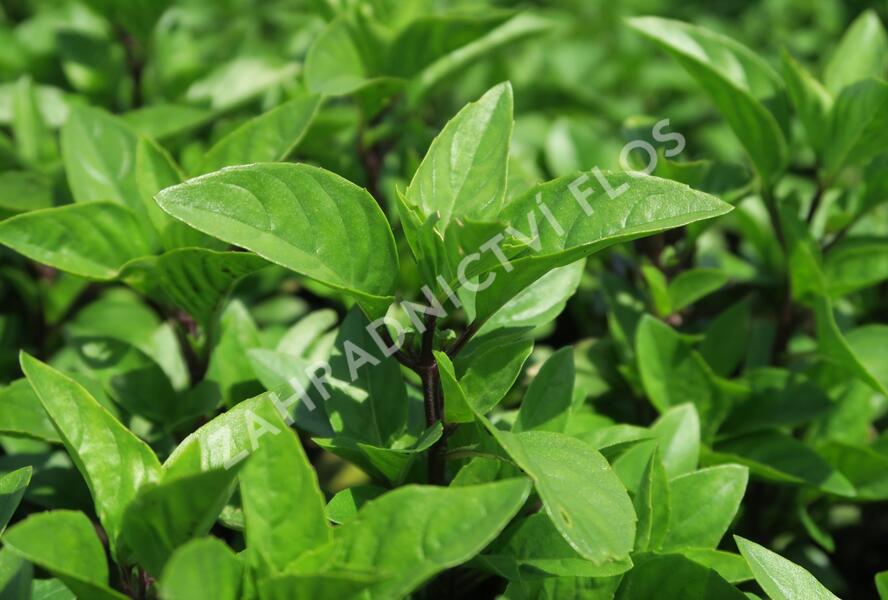 Bazalka pravá 'Tauris' - Ocimum basilicum 'Tauris'