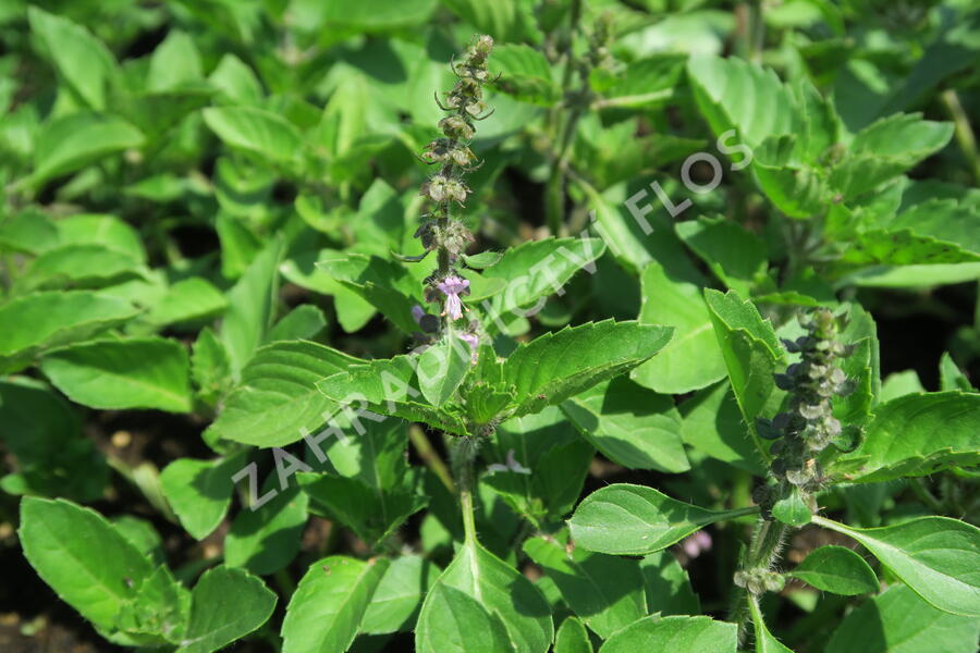 Bazalka 'Cresto' - Ocimum species 'Cresto'