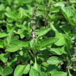 Bazalka 'Cresto' - Ocimum species 'Cresto'