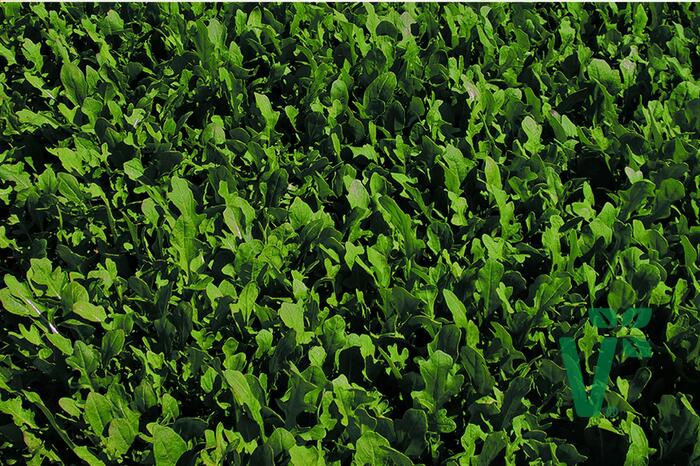 Roketa setá 'Runway' - Eruca sativa 'Runway'