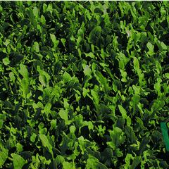 Roketa setá 'Runway' - Eruca sativa 'Runway'