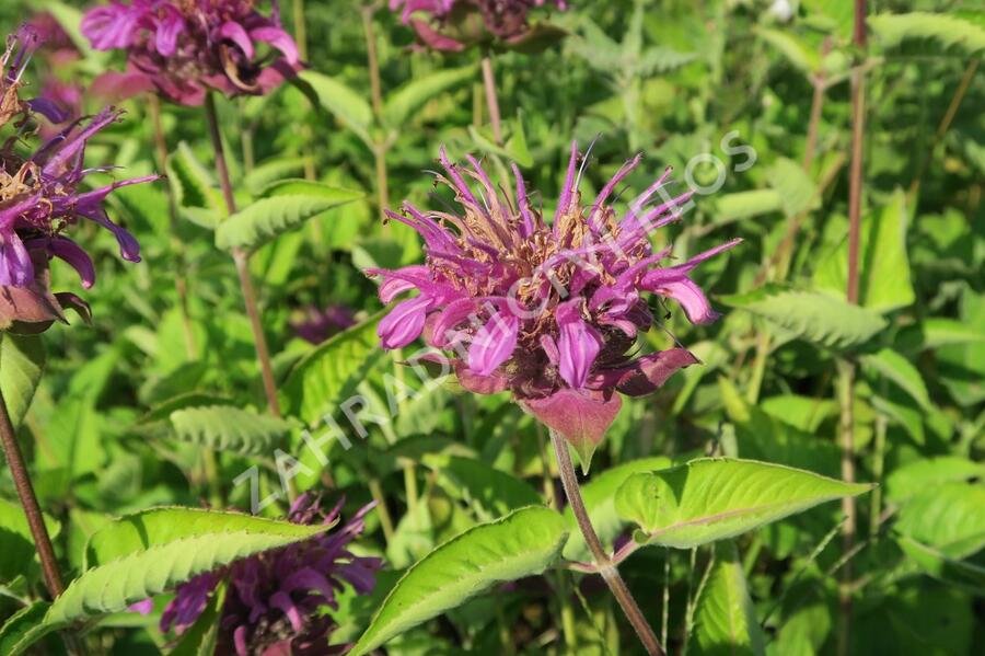 Zavinutka trubkovitá 'Rose' - Monarda fistulosa 'Rose'