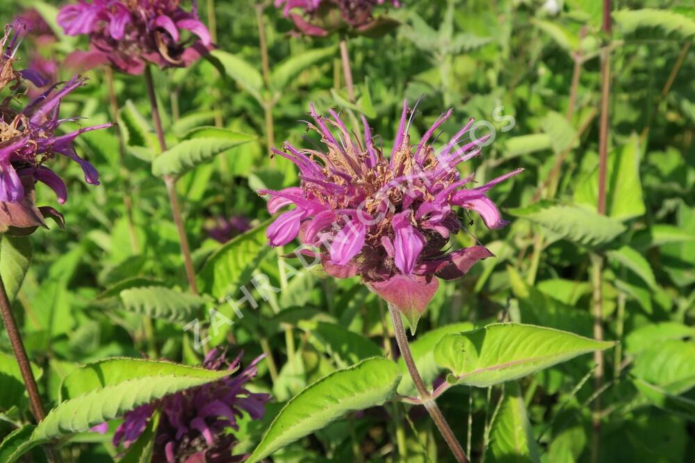 Zavinutka trubkovitá 'Rose' - Monarda fistulosa 'Rose'