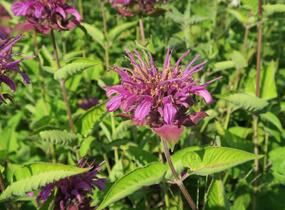 Zavinutka trubkovitá 'Rose' - Monarda fistulosa 'Rose'