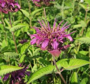 Zavinutka trubkovitá 'Rose' - Monarda fistulosa 'Rose'