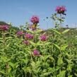 Zavinutka trubkovitá 'Rose' - Monarda fistulosa 'Rose'