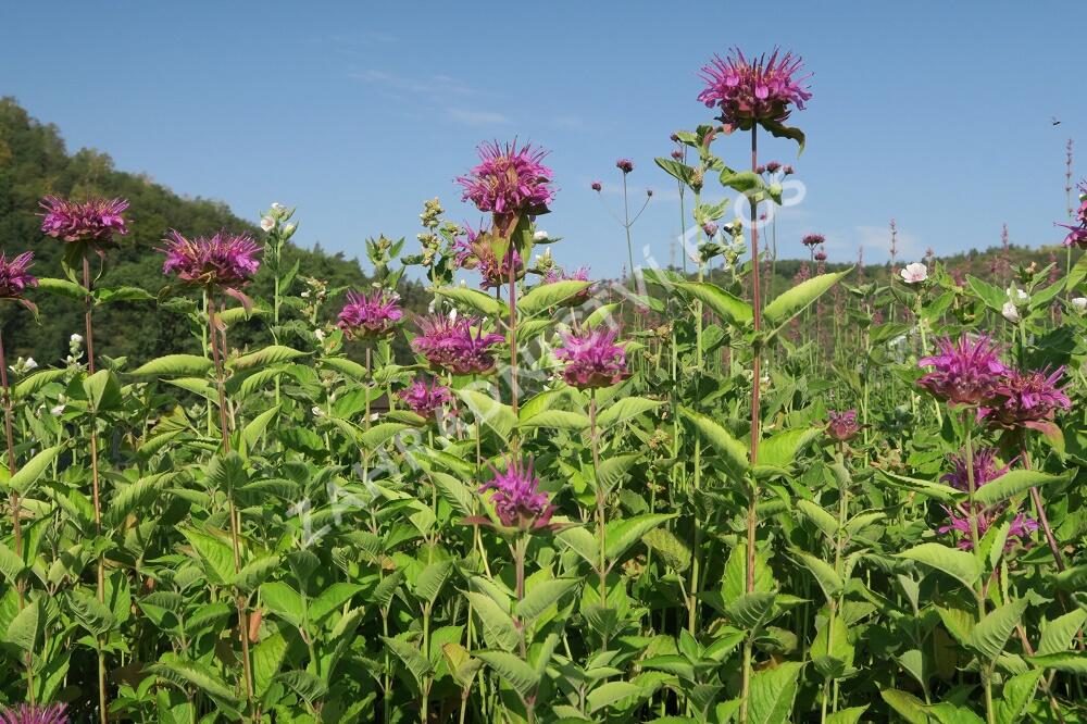 Zavinutka trubkovitá 'Rose' - Monarda fistulosa 'Rose'