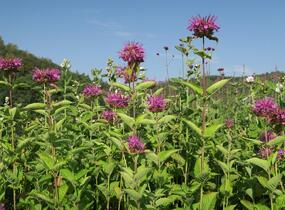 Zavinutka trubkovitá 'Rose' - Monarda fistulosa 'Rose'