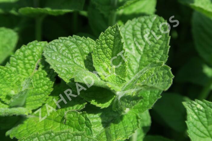 Máta jablečná 'Pomo' - Mentha suaveolens 'Pomo'