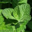 Máta jablečná 'Pomo' - Mentha suaveolens 'Pomo'