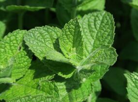 Máta jablečná 'Pomo' - Mentha suaveolens 'Pomo'