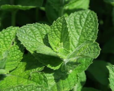 Máta jablečná 'Pomo'