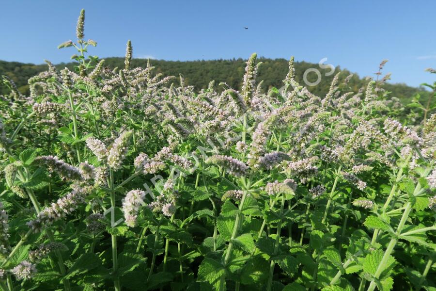 Máta jablečná 'Pomo' - Mentha suaveolens 'Pomo'