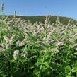 Máta jablečná 'Pomo' - Mentha suaveolens 'Pomo'