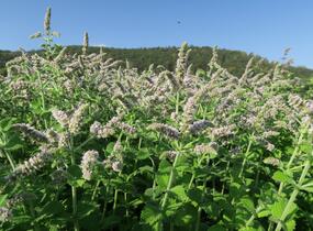 Máta jablečná 'Pomo' - Mentha suaveolens 'Pomo'