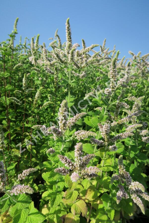 Máta jablečná 'Pomo' - Mentha suaveolens 'Pomo'