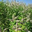 Máta jablečná 'Pomo' - Mentha suaveolens 'Pomo'