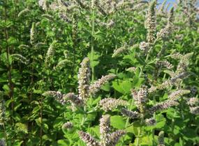 Máta jablečná 'Pomo' - Mentha suaveolens 'Pomo'