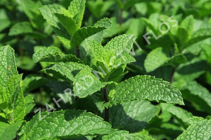 Máta klasnatá 'Flamenco' - Mentha spicata 'Flamenco'