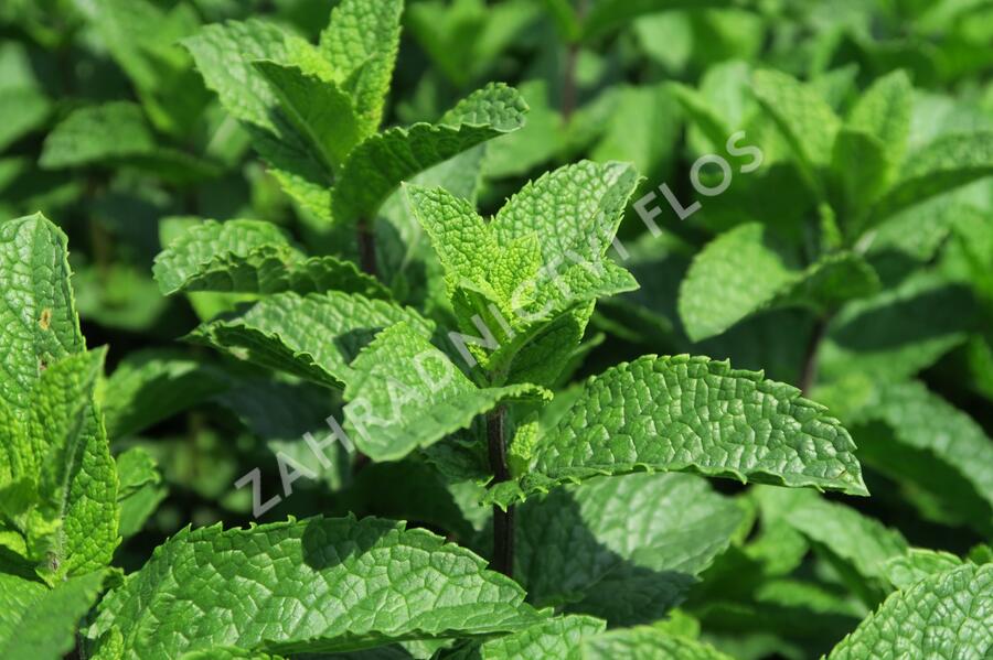 Máta klasnatá 'Flamenco' - Mentha spicata 'Flamenco'