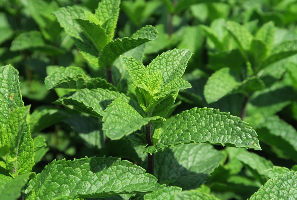 Máta klasnatá 'Flamenco' - Mentha spicata 'Flamenco'