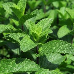 Máta klasnatá 'Flamenco' - Mentha spicata 'Flamenco'