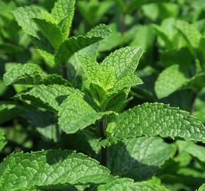 Máta klasnatá 'Flamenco' - Mentha spicata 'Flamenco'